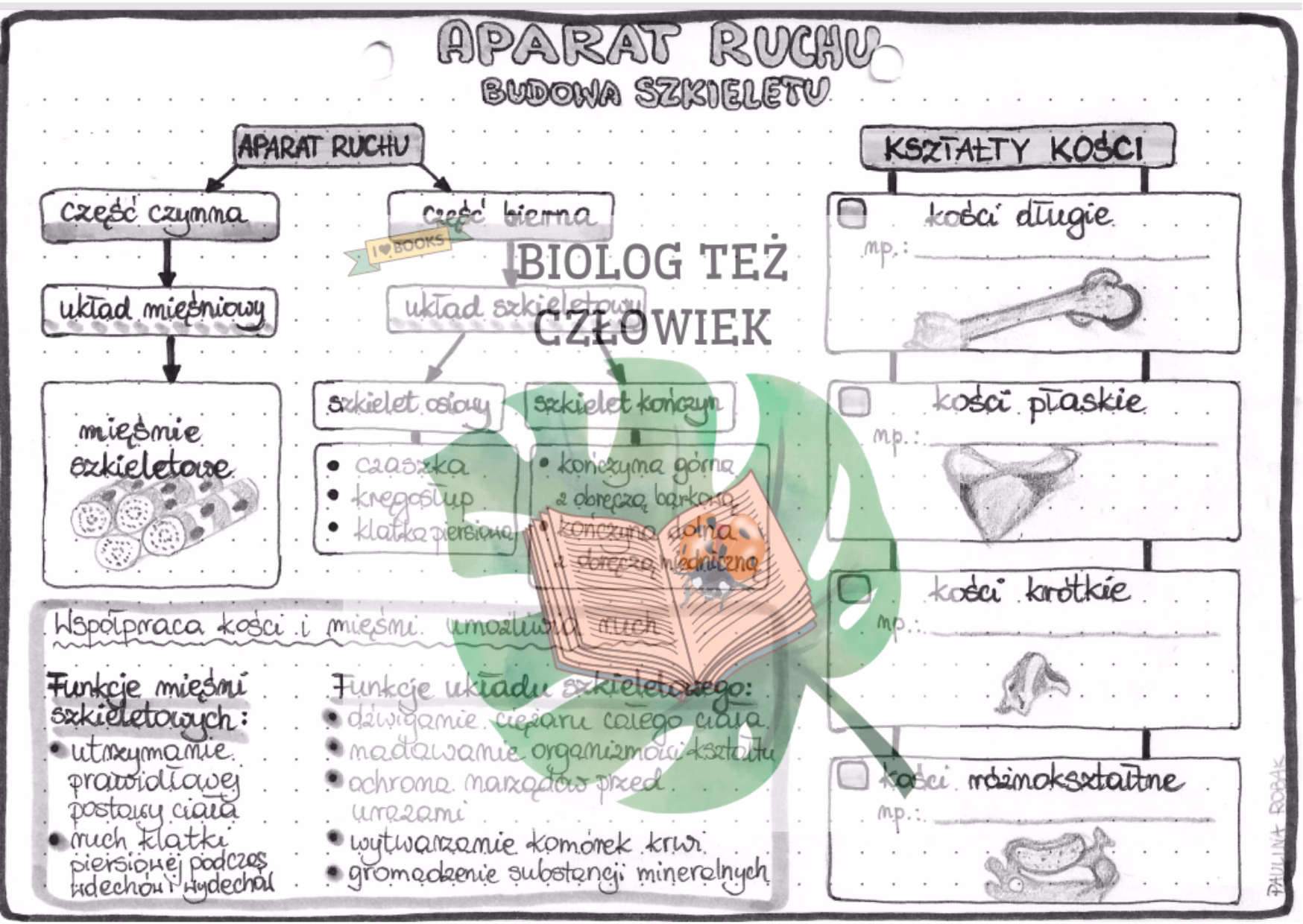 Co wchodzi w skład aparatu ruchu?