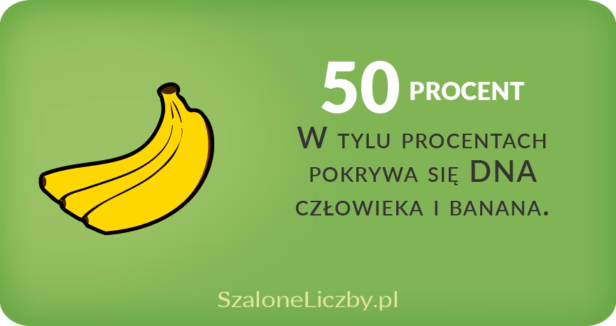 Który banan jest królem bananów?