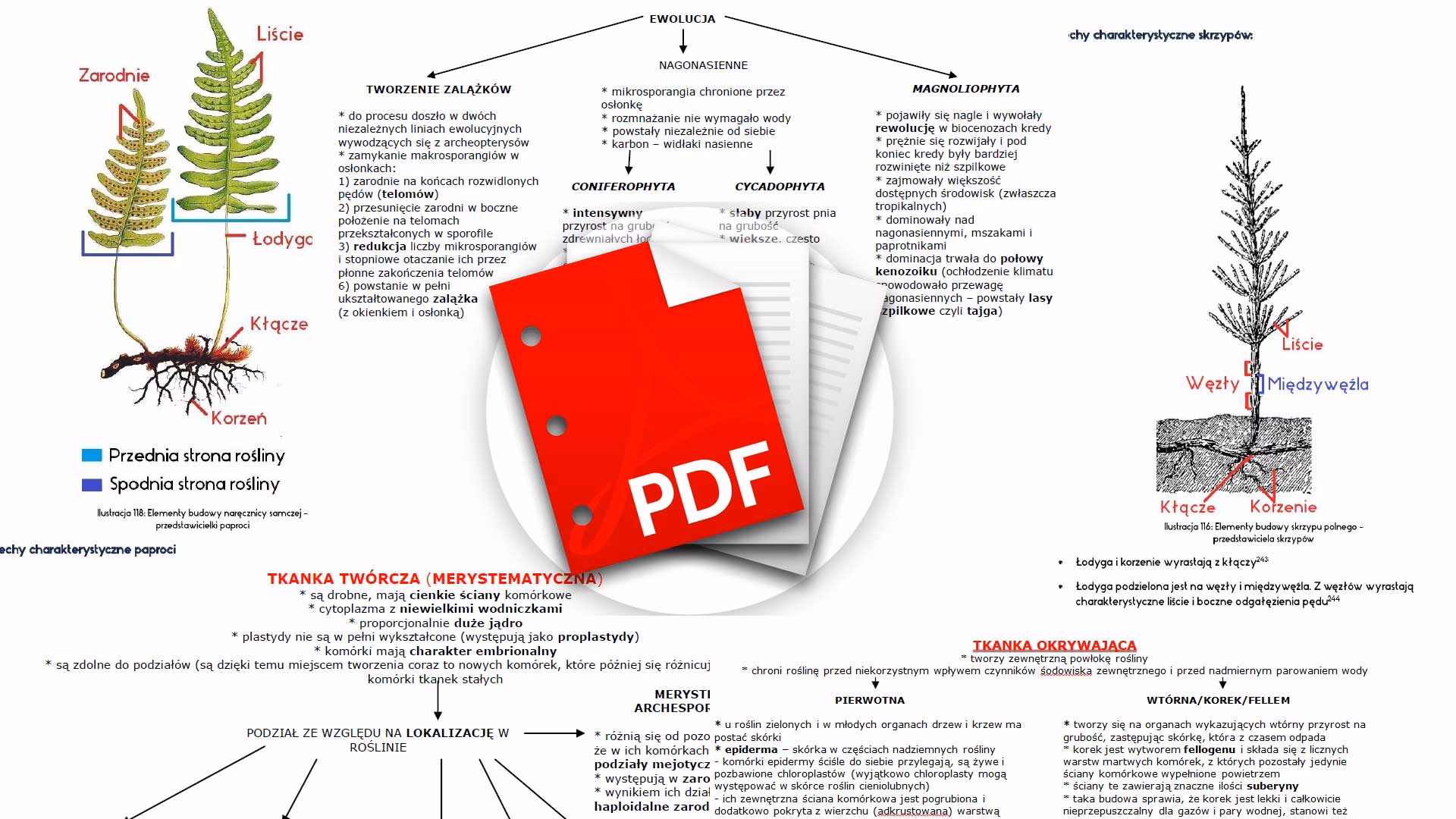 Co jest na biologii w 8 klasie?