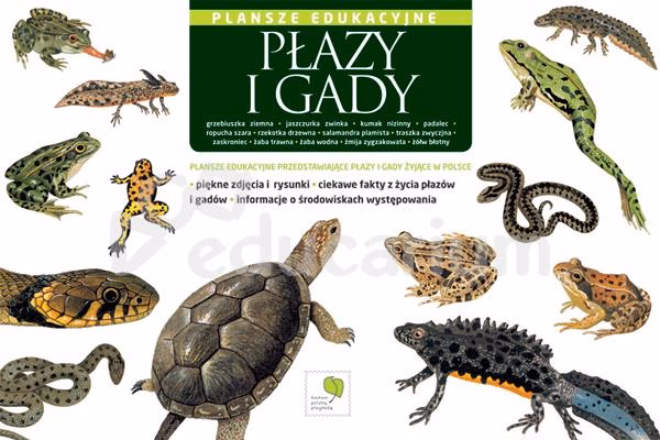 Jak odróżnić gady od płazów?