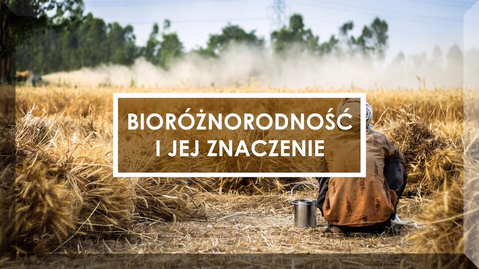 Jakie są przykłady bioróżnorodności?
