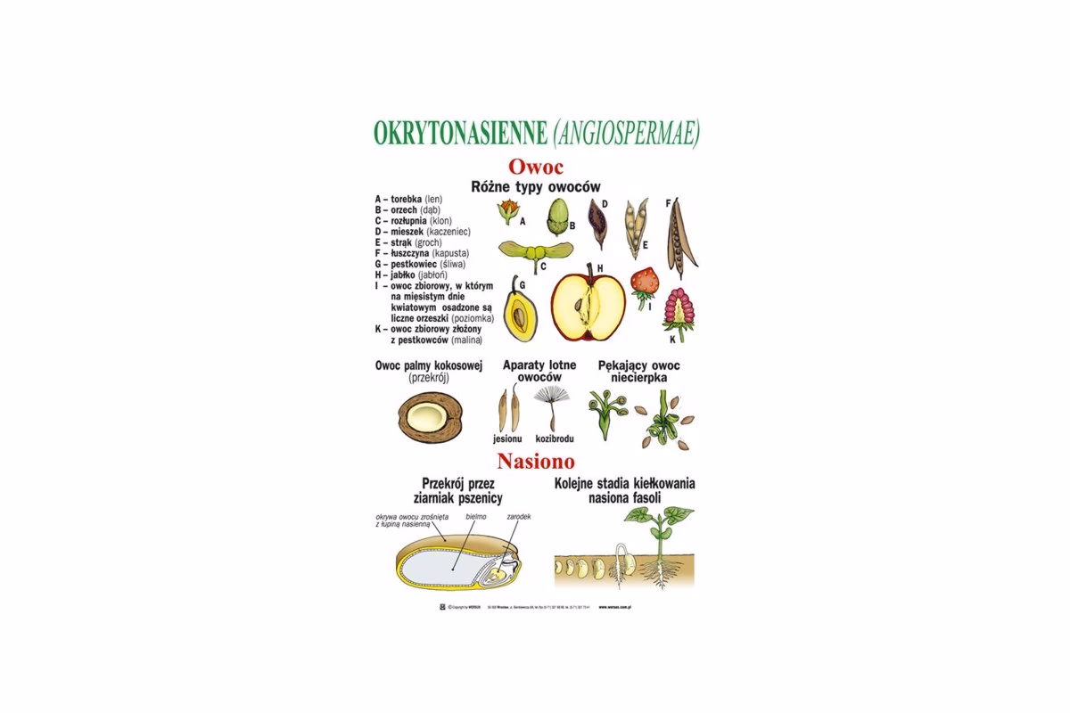 Na jakim poziomie jest botanika?