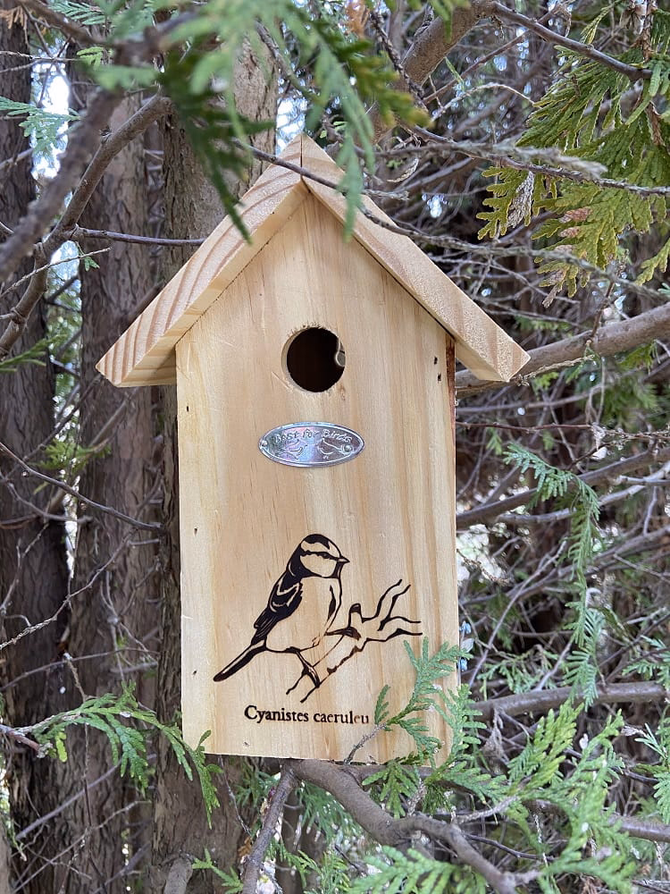 W jakim kierunku wieszać budki dla ptaków?