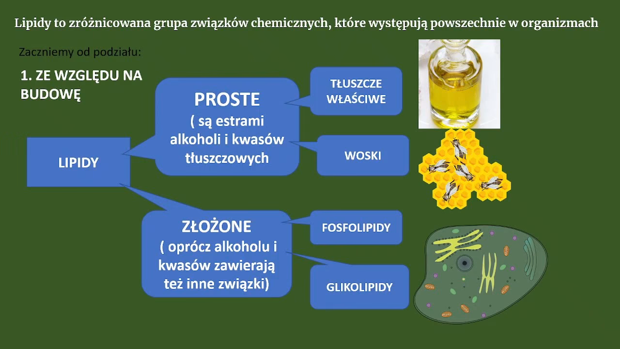 Jakie są funkcje biologiczne tłuszczów?