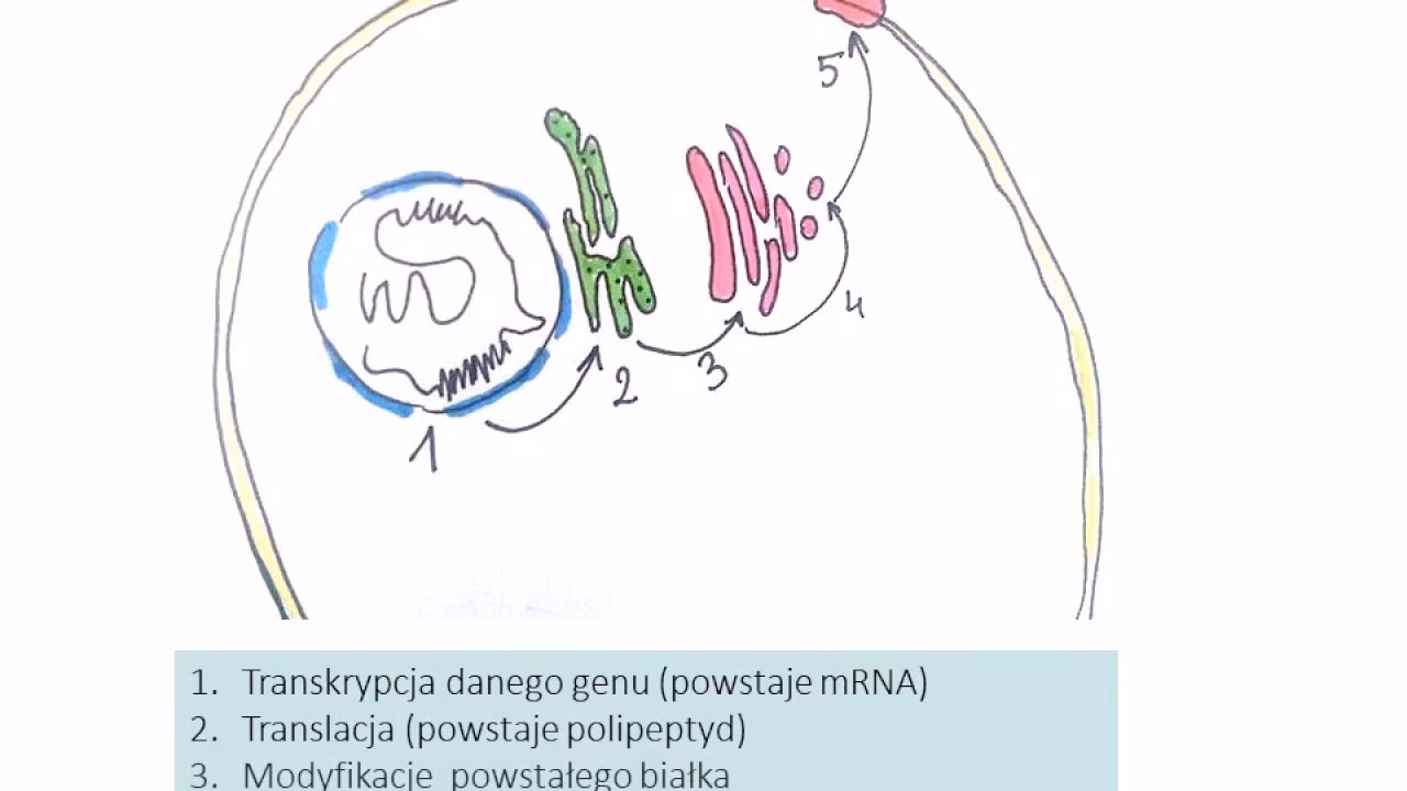 Na czym polega ekspresja genów?