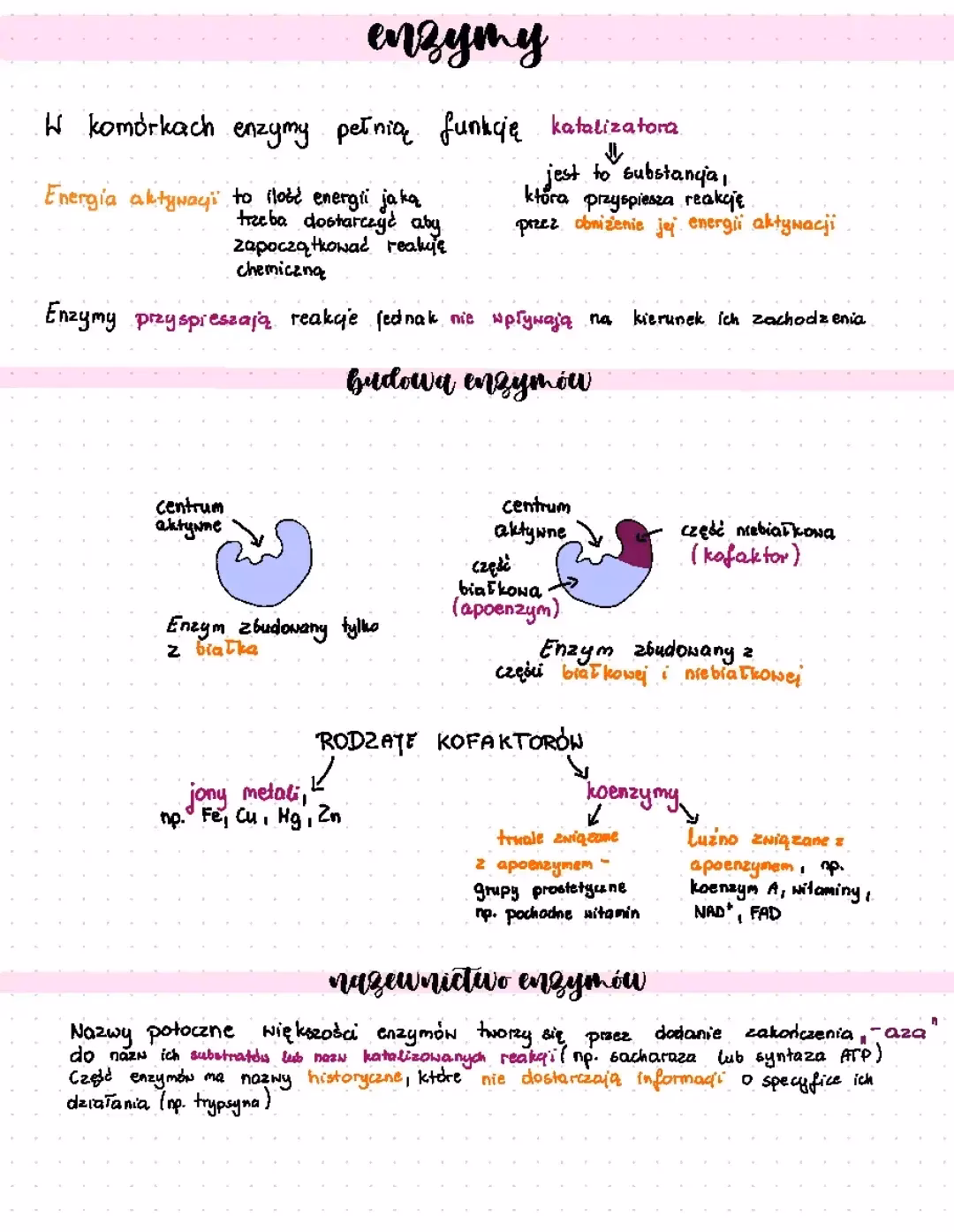 Czym są enzymy w przyrodzie?