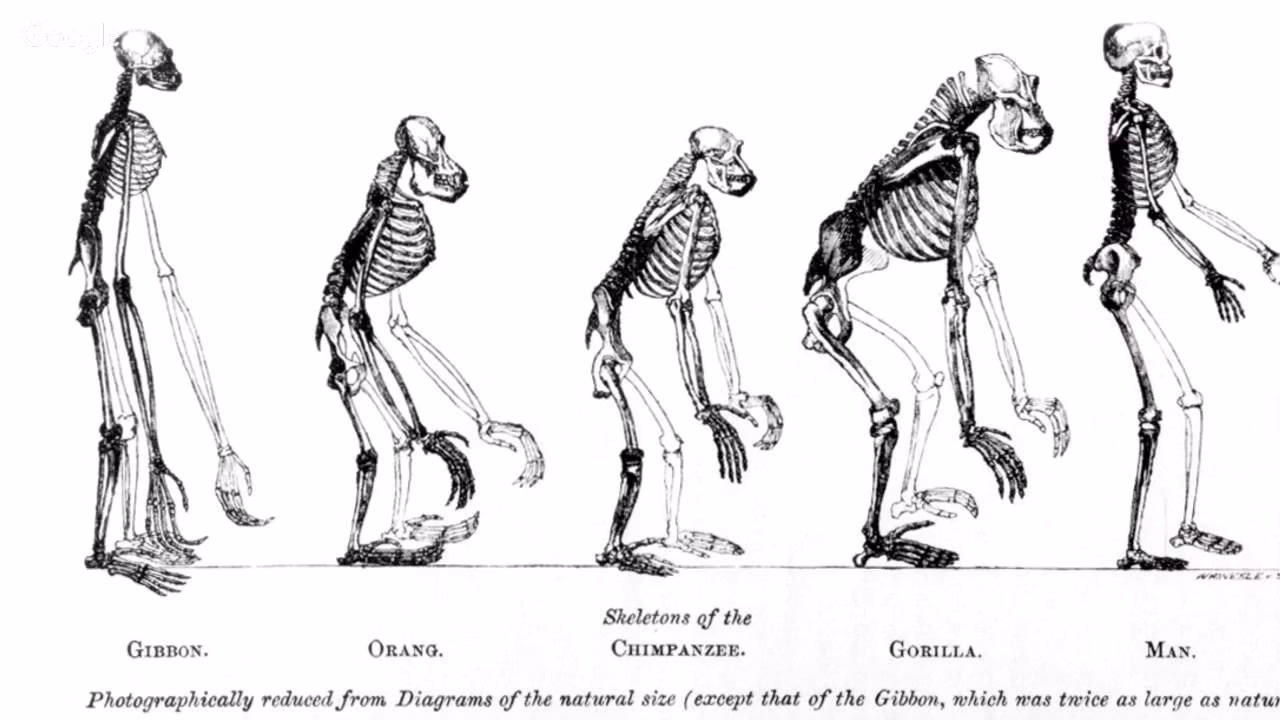 Jakie są 4 rodzaje ewolucji?