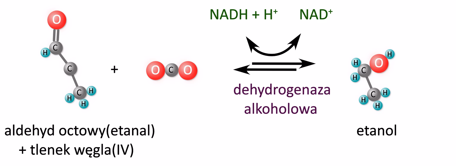 Na czym polega fermentacja alkoholowa?