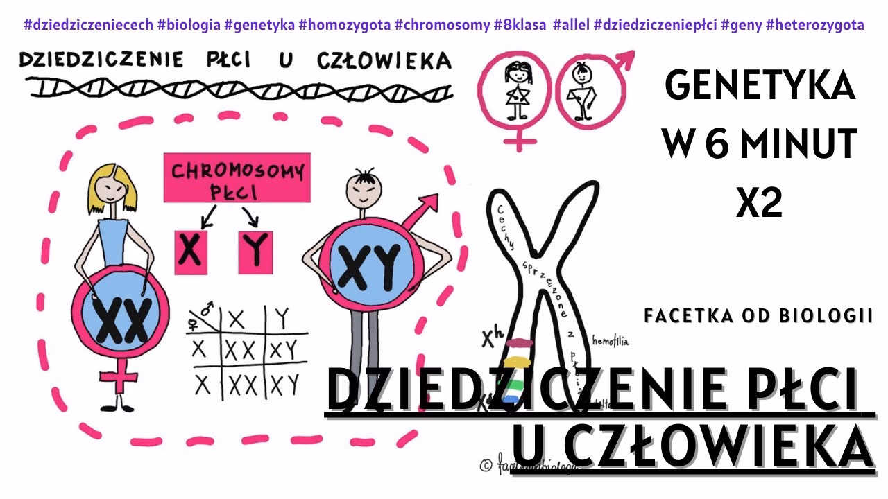 Co to są geny krótko?