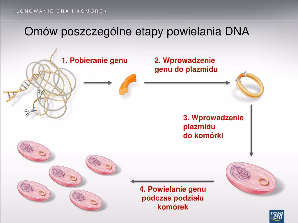 Na czym polega proces klonowania?