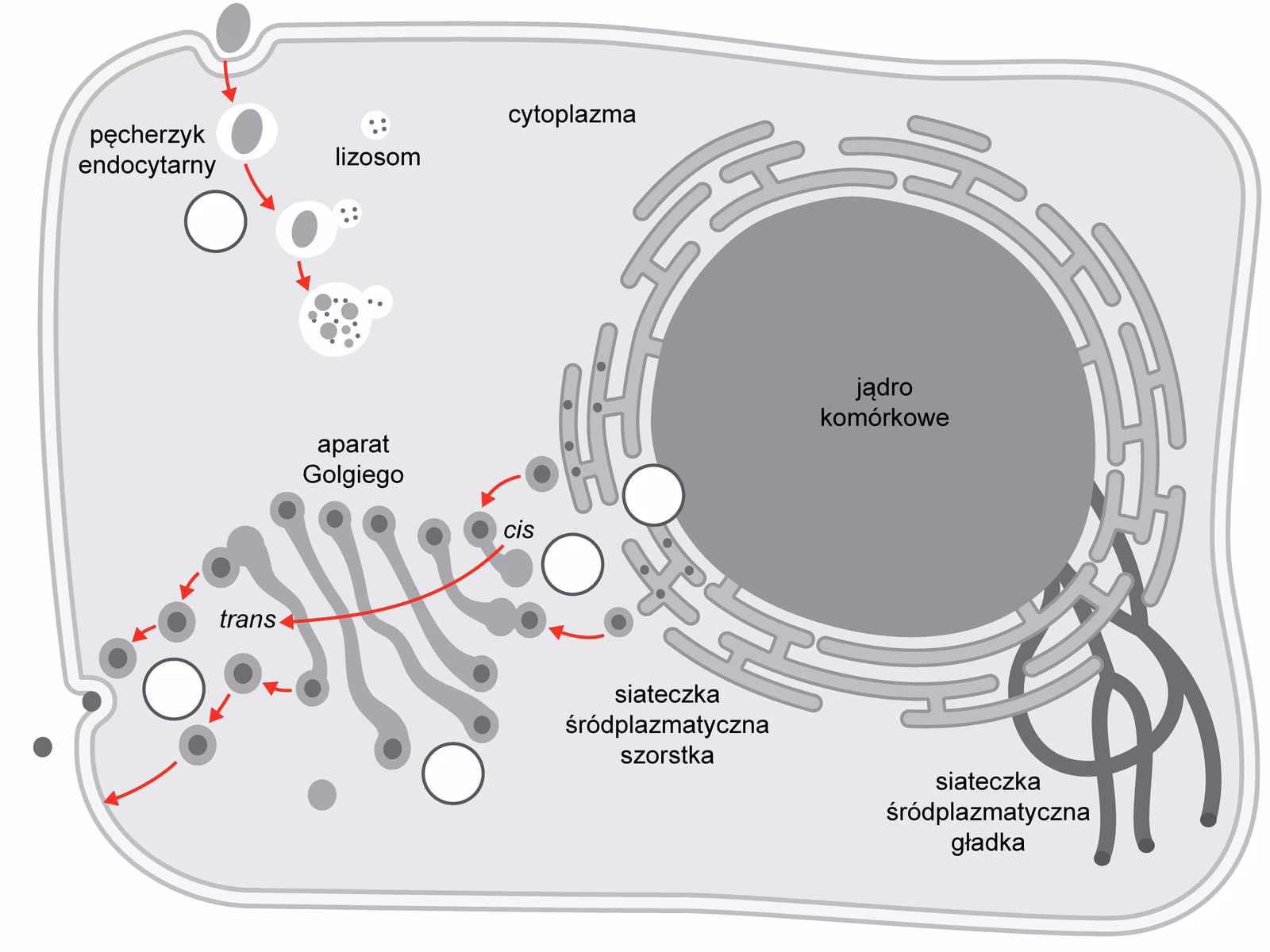 Na czym polega kompartmentacja komórki?