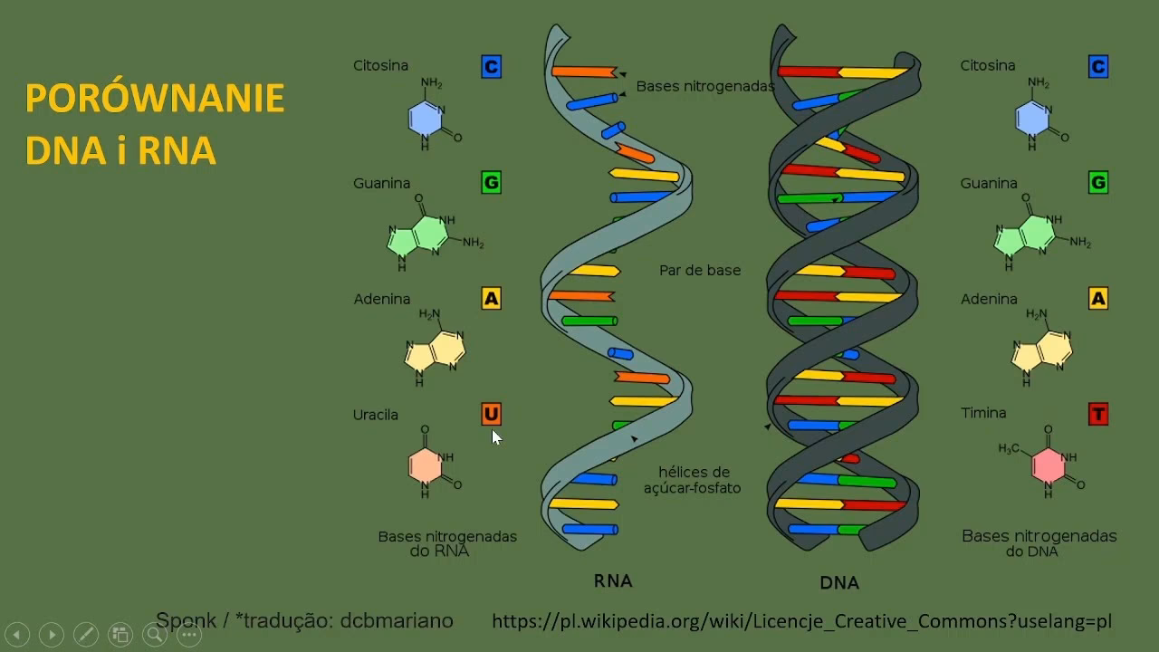 Po co wirusom kwasy nukleinowe?