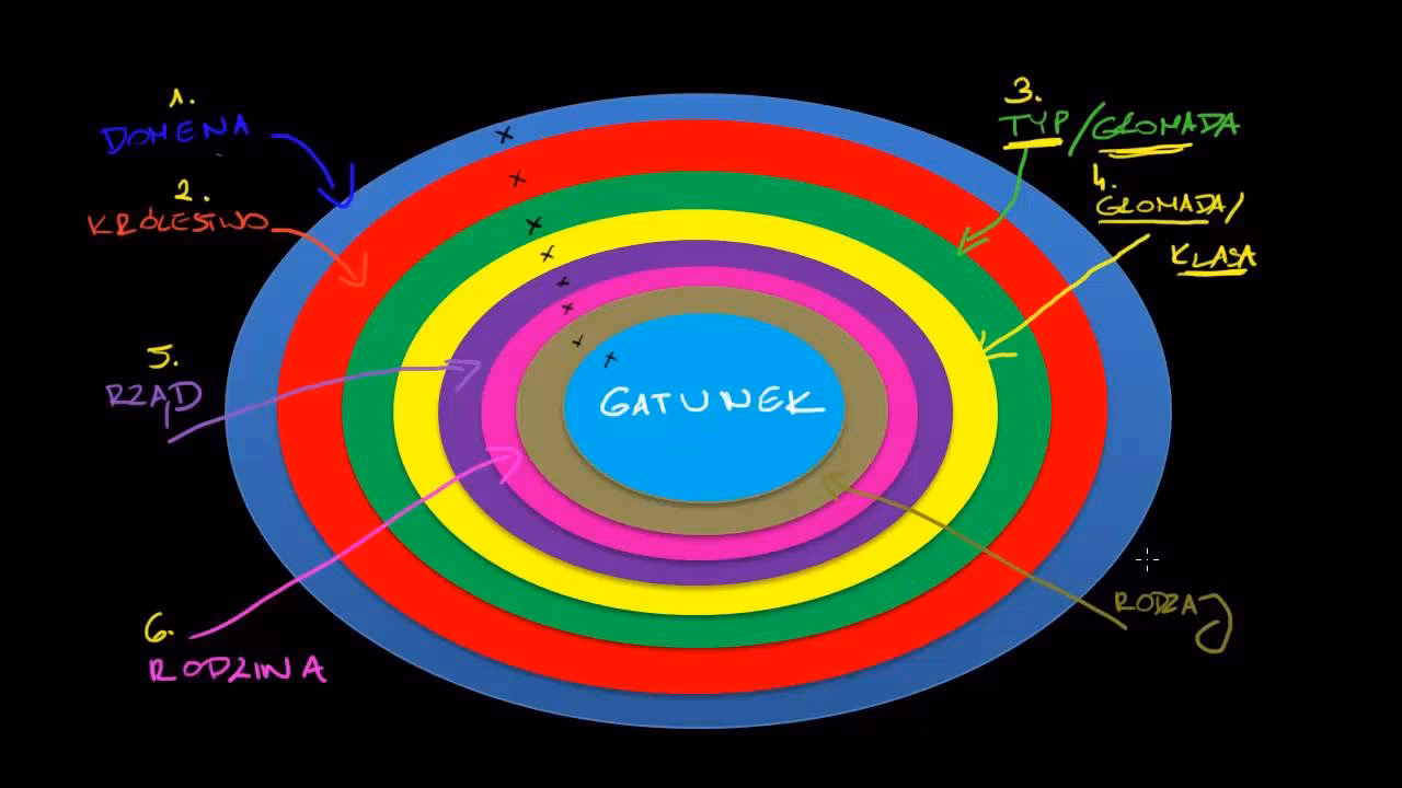 Co to znaczy taksony?