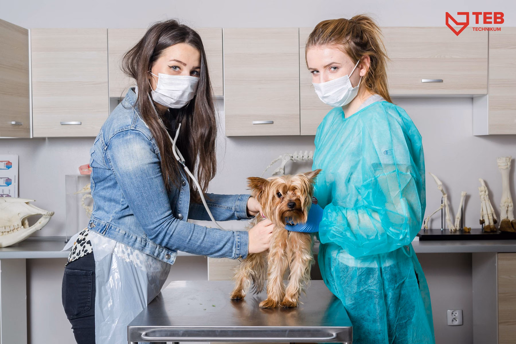 Ile trzeba mieć punktów, aby dostać się do technikum weterynarii?