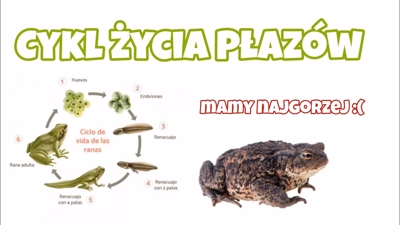 Na jakie grupy dzielimy płazy?