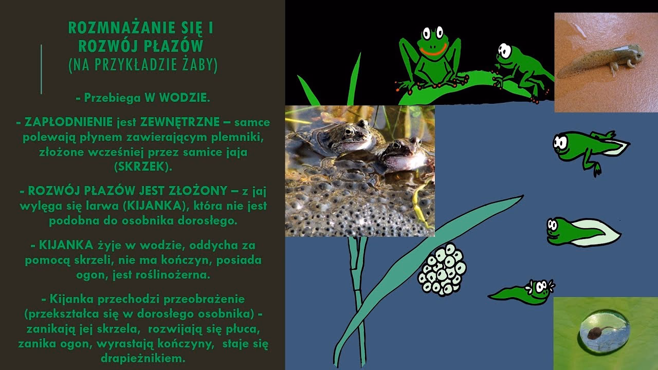 Czy płazy mają dobrze rozwinięty wzrok?