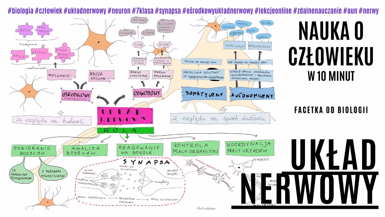 Po czym poznać, że układ nerwowy jest uszkodzony?