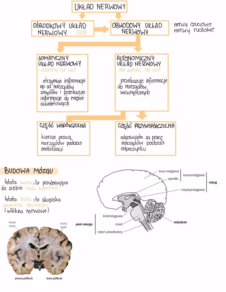 Po czym poznać, że układ nerwowy jest uszkodzony?