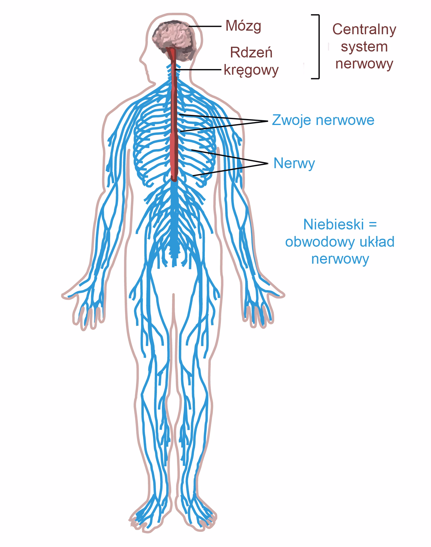 Jakie są objawy uszkodzenia ośrodkowego układu nerwowego?