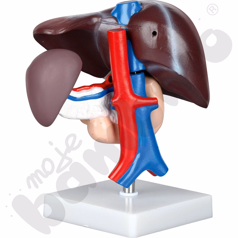 Jakie są 5 funkcji wątroby?